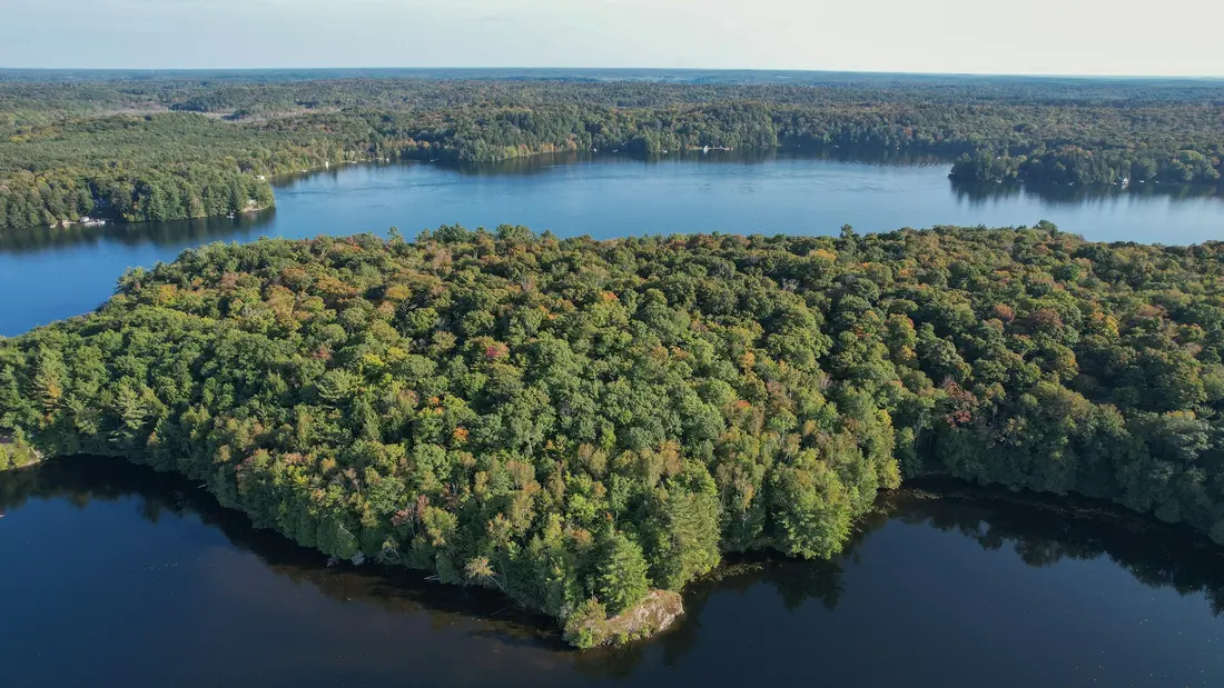 Aerial view of a wooded lake shoreline in summer